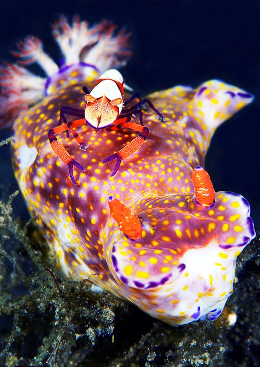 Emperor Shrimp Riding Nudibranch Wallpaper