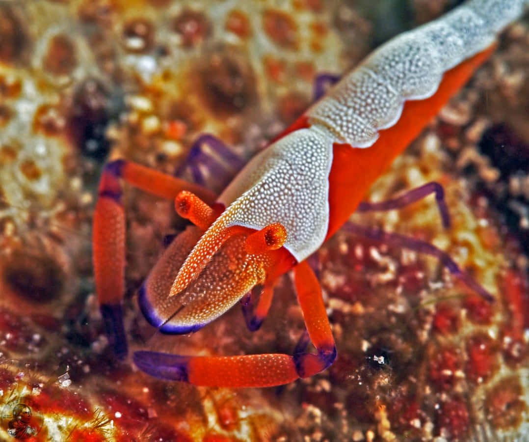 Emperor Shrimp Vibrant Underwater Closeup Wallpaper