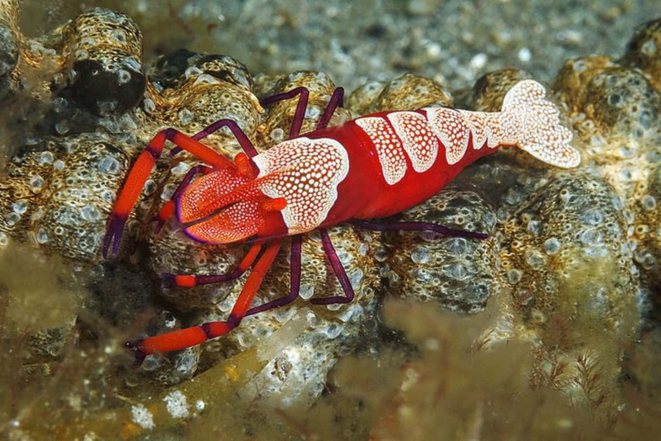 Emperor Shrimp Vibrant Underwater Creature Wallpaper