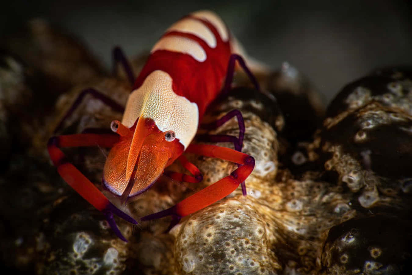 Emperor Shrimp Vibrant Underwater World Wallpaper