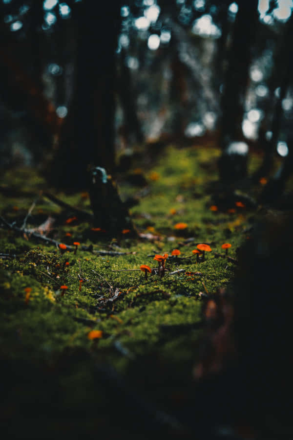 Enchanted Forest Floor Mushrooms Wallpaper