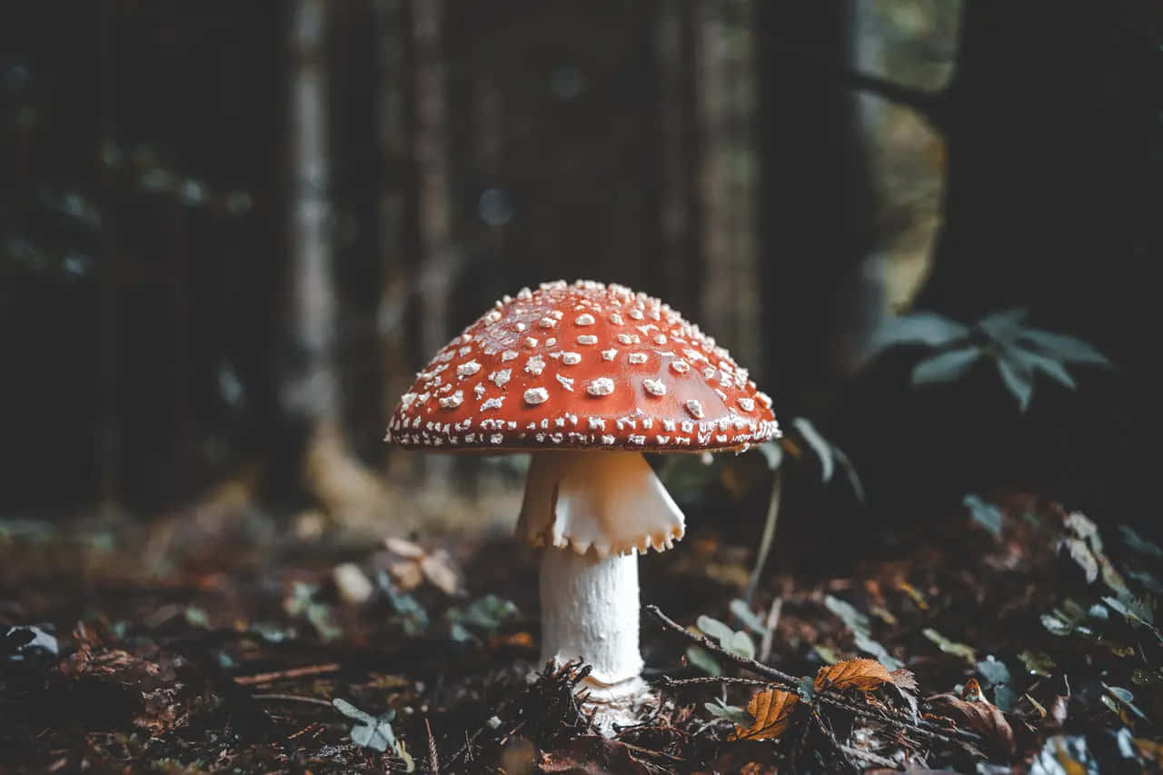 Enchanted Forest Mushroom Wallpaper