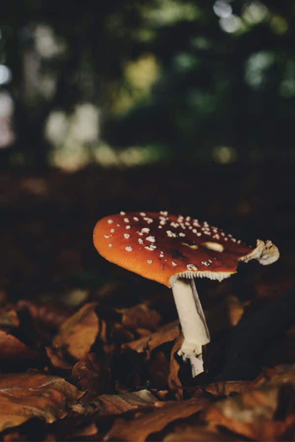 Enchanted Forest Mushroom Wallpaper