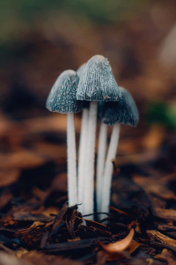 Enchanted Forest Mushrooms Wallpaper