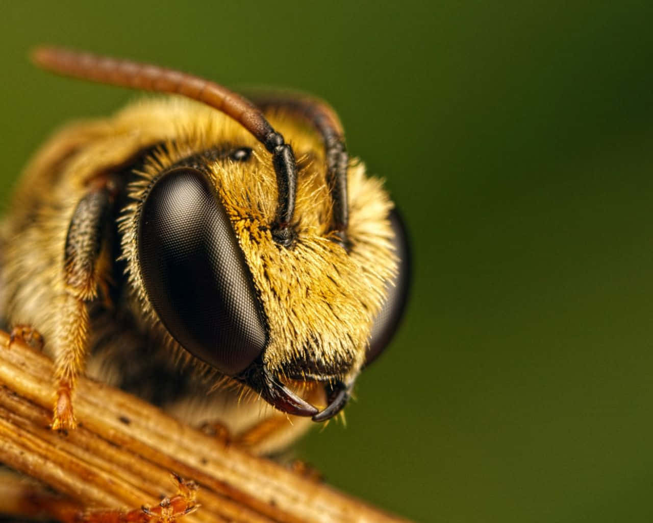 Enchanting Aesthetic Bee On A Flower Wallpaper