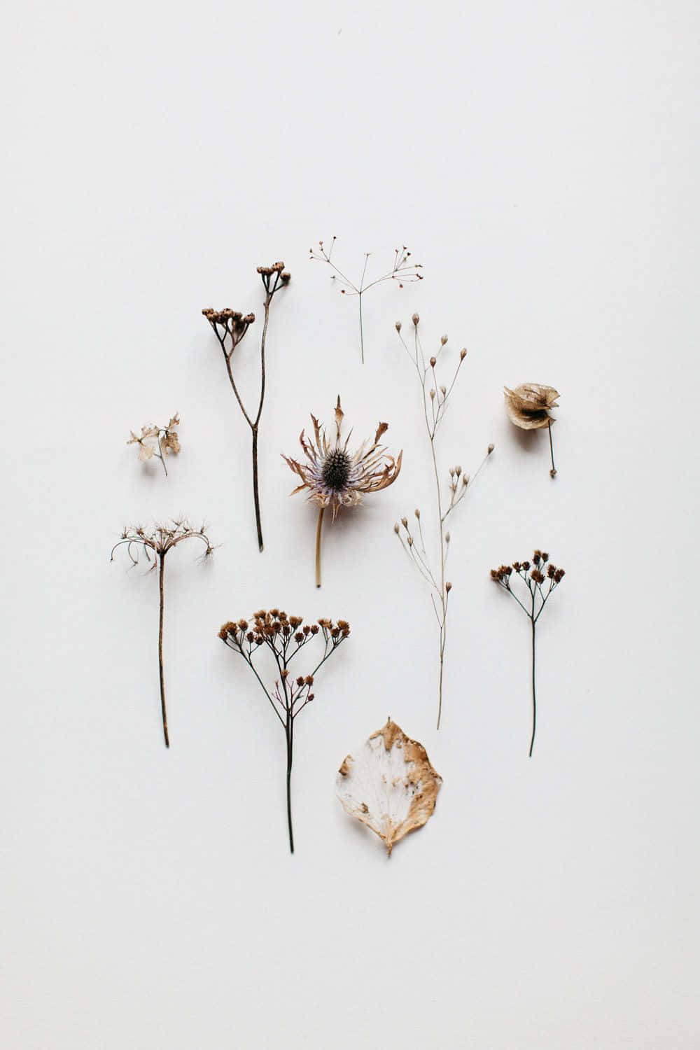 Enchanting Arrangement Of Dried Flowers Wallpaper