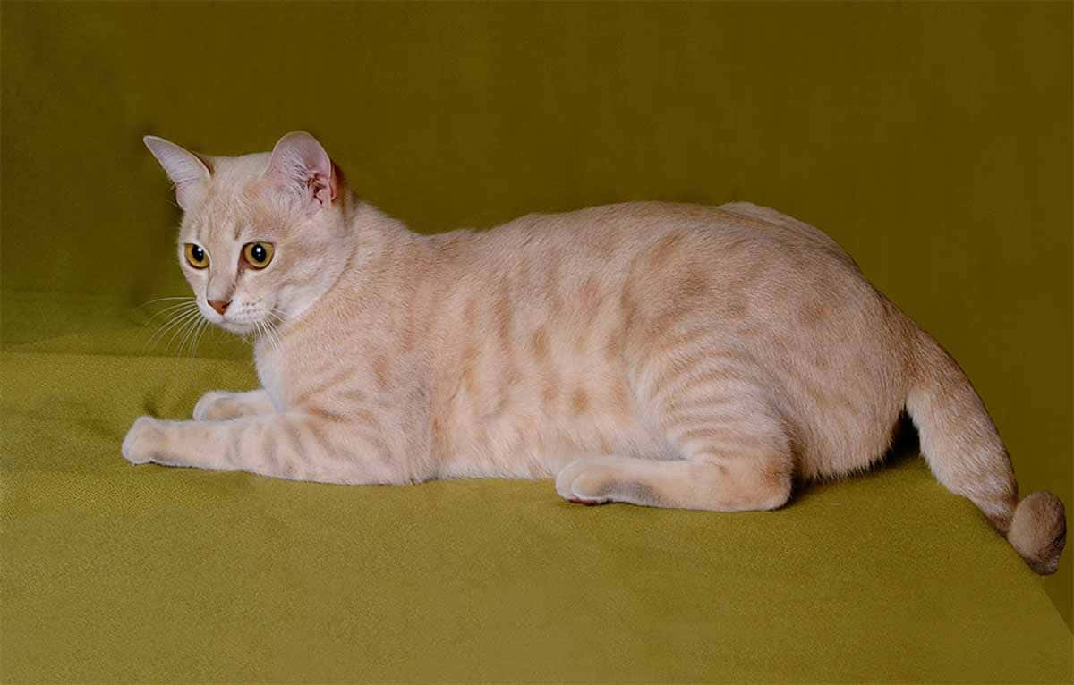 Enchanting Australian Mist Cat Lounging At Home Wallpaper