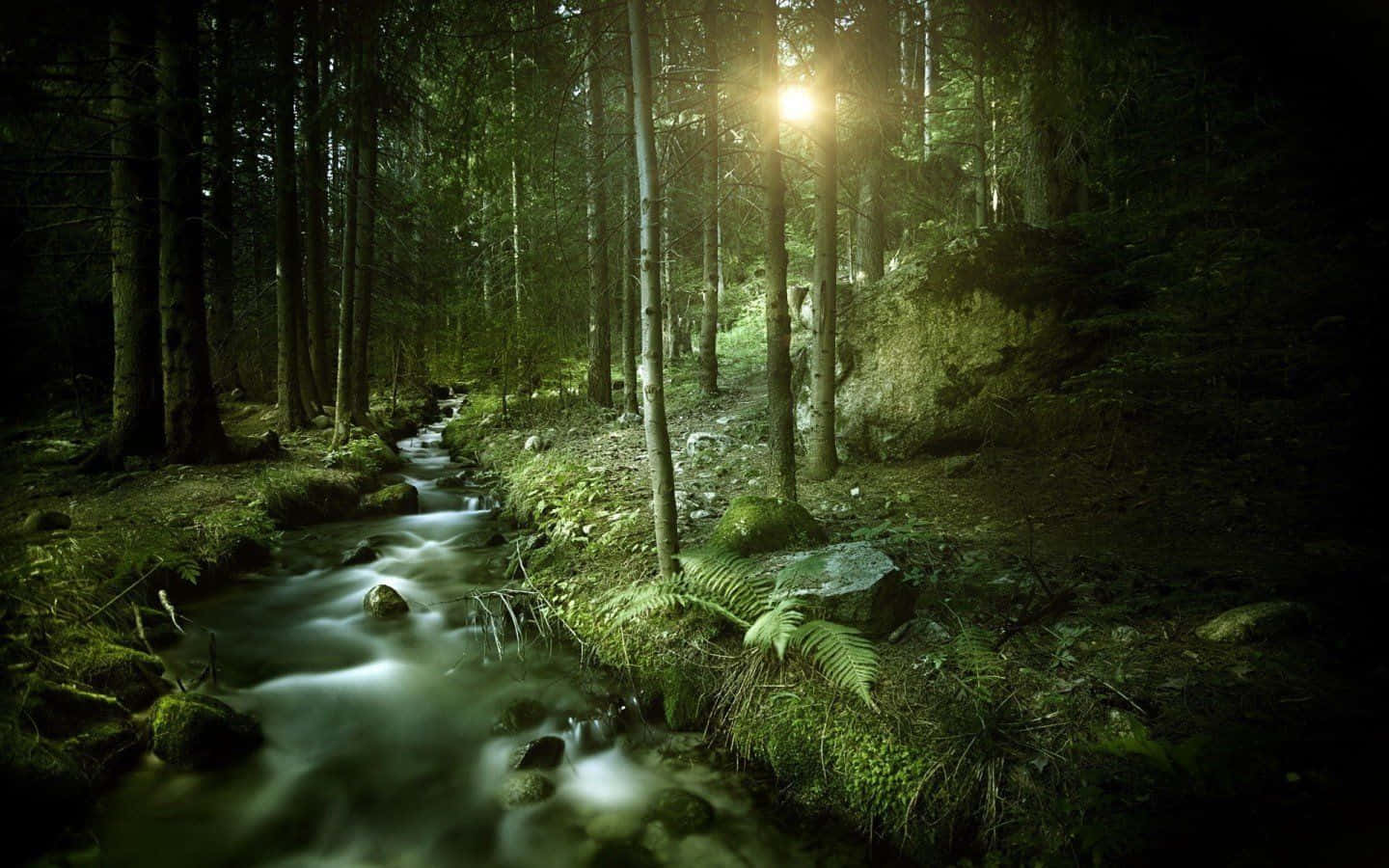 Enchanting Dark Green Forest Wallpaper