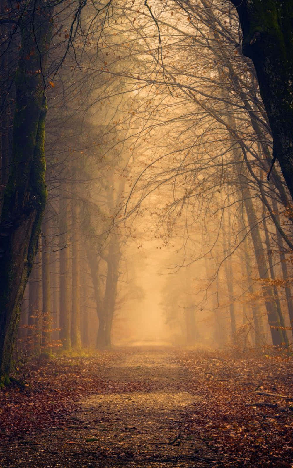 Enchanting Fall Mist In A Serene Forest Wallpaper