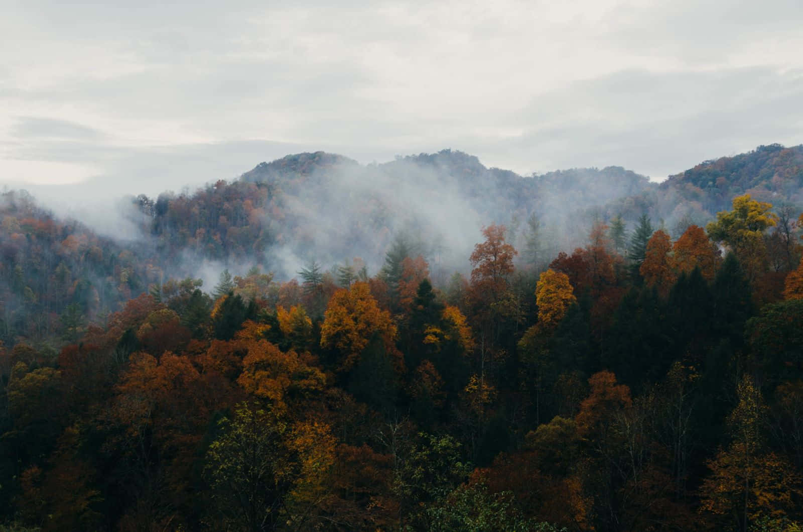 Enchanting Fall Mist In The Forest Wallpaper