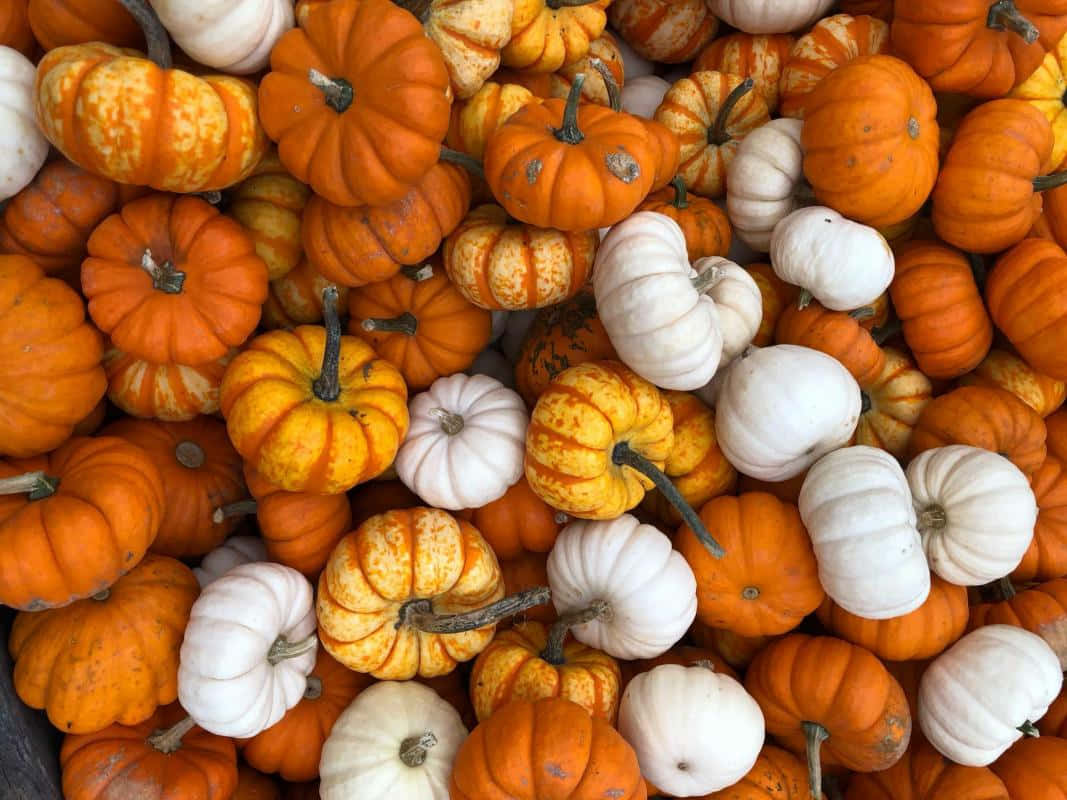 Enchanting Fall Pumpkin Display Wallpaper