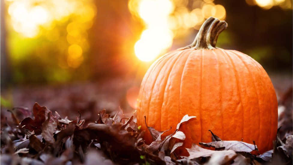 Enchanting Fall Pumpkin Display Wallpaper