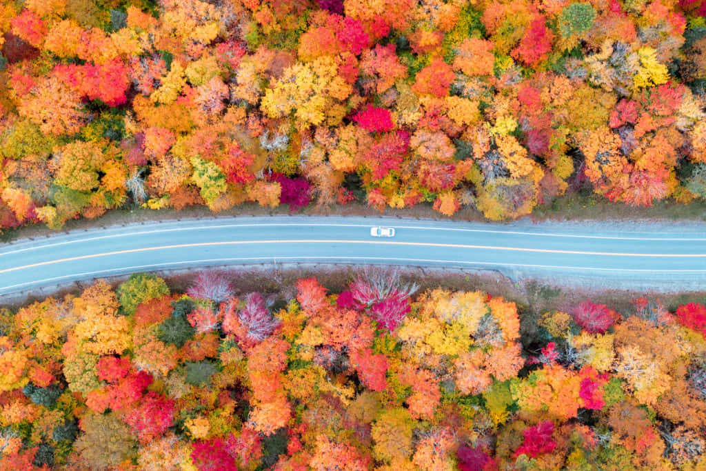 Enchanting Fall Road With Colorful Trees Wallpaper