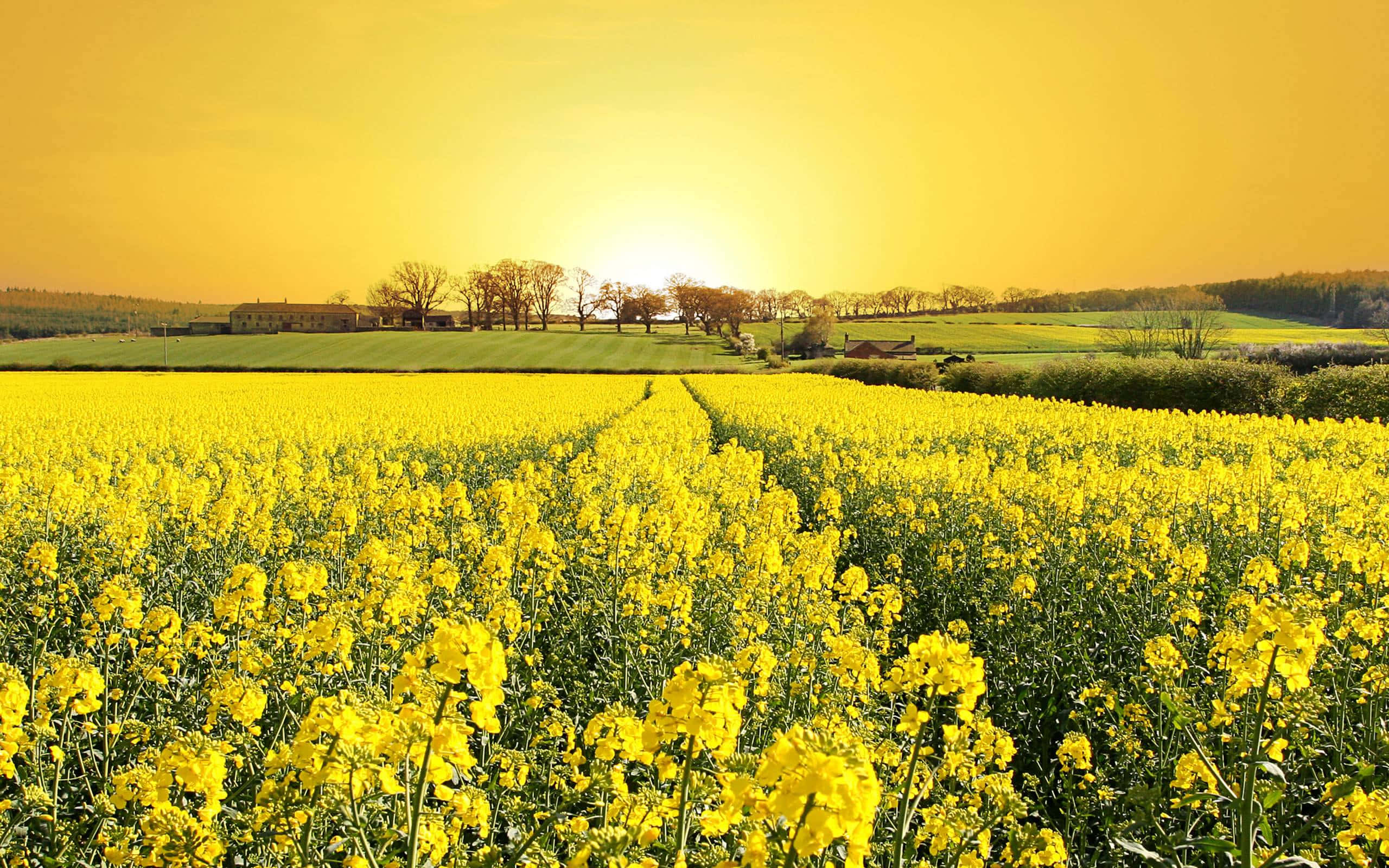 Enchanting Field Of Flowers At Sunset Wallpaper