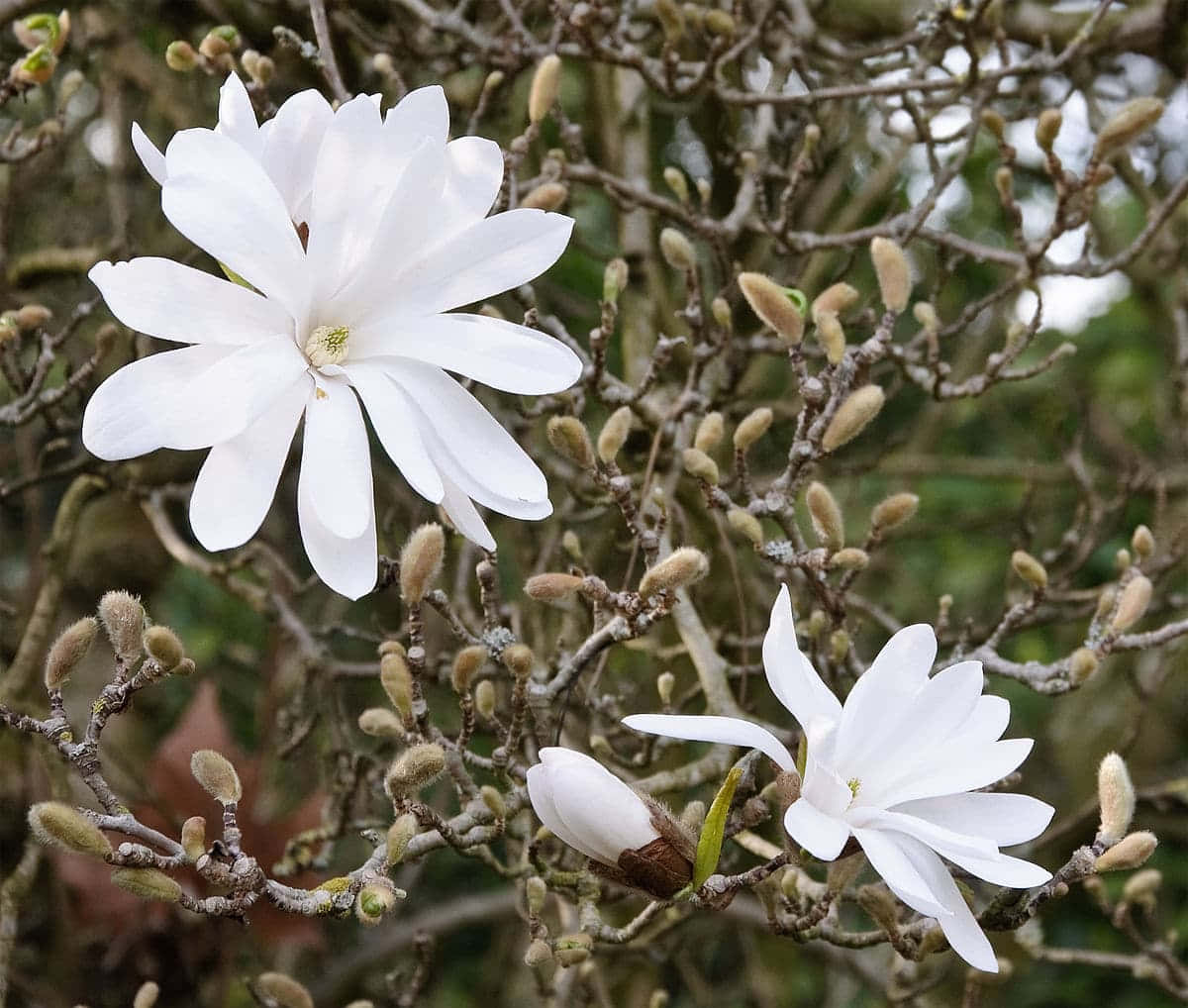 Enchanting Flower Tree In Full Bloom Wallpaper