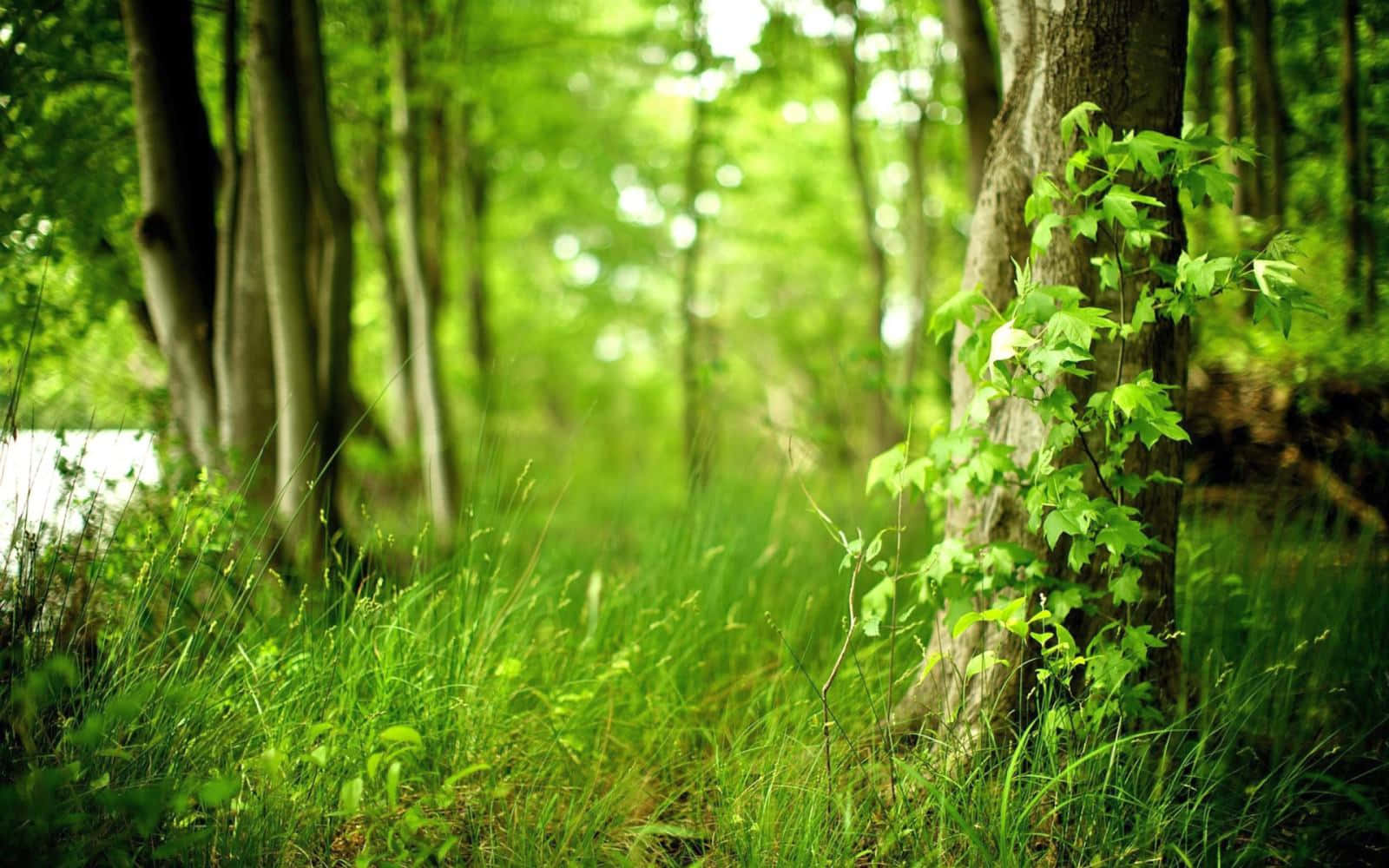 Enchanting Green Forest Path Wallpaper