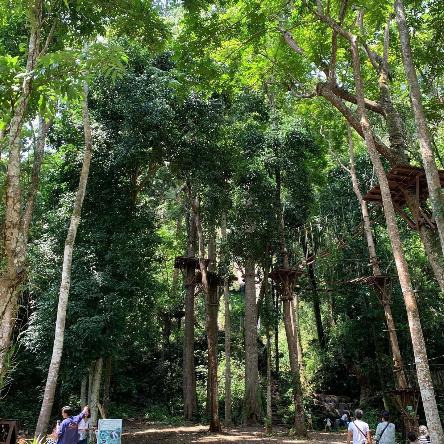 Enchanting Green Jungle Wallpaper