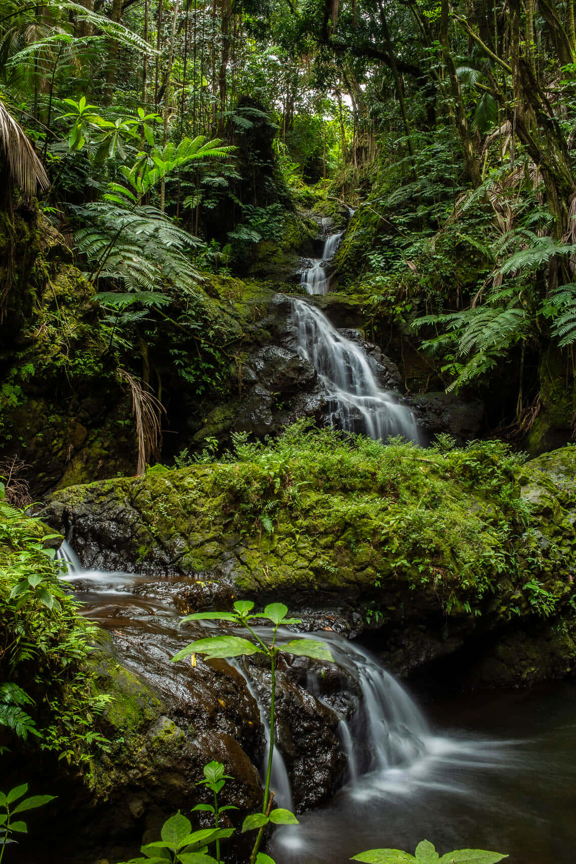 Enchanting Green Jungle Landscape Wallpaper