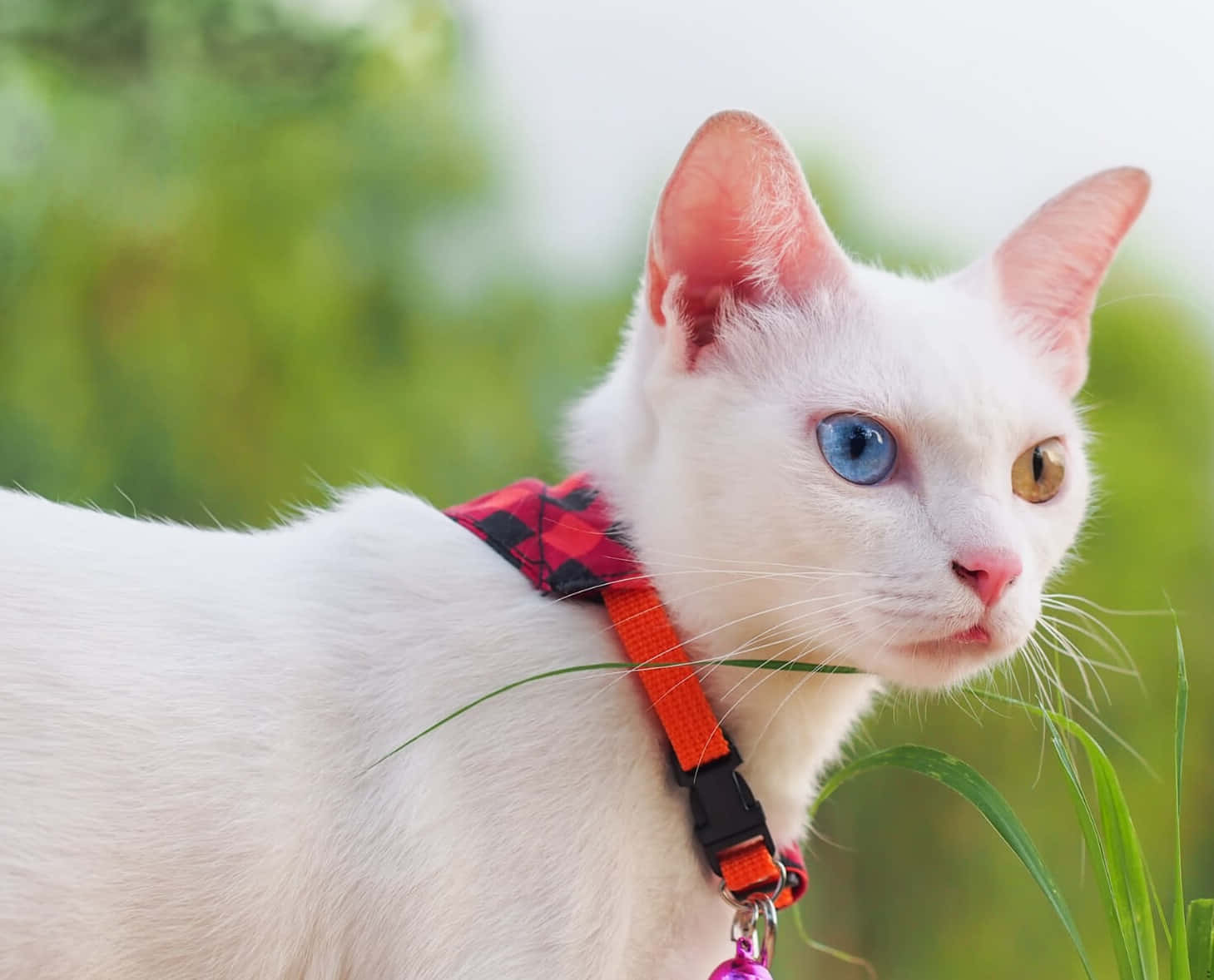 Enchanting Khao Manee Cat Gazing Into The Distance Wallpaper