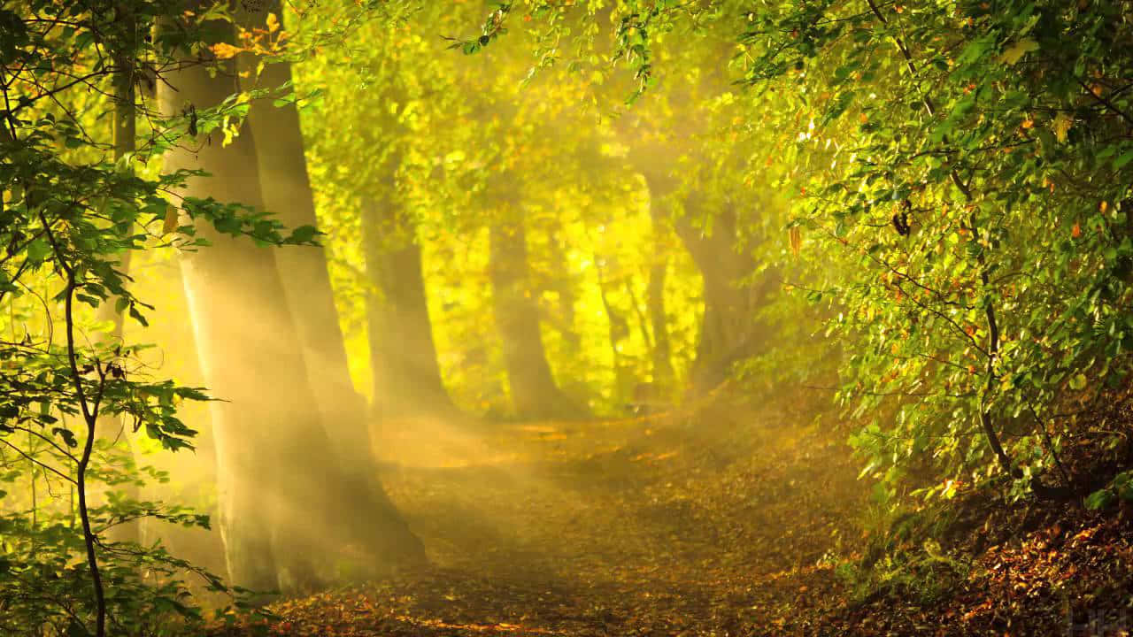 Enchanting Pathway Through A Lush Green Forest Wallpaper