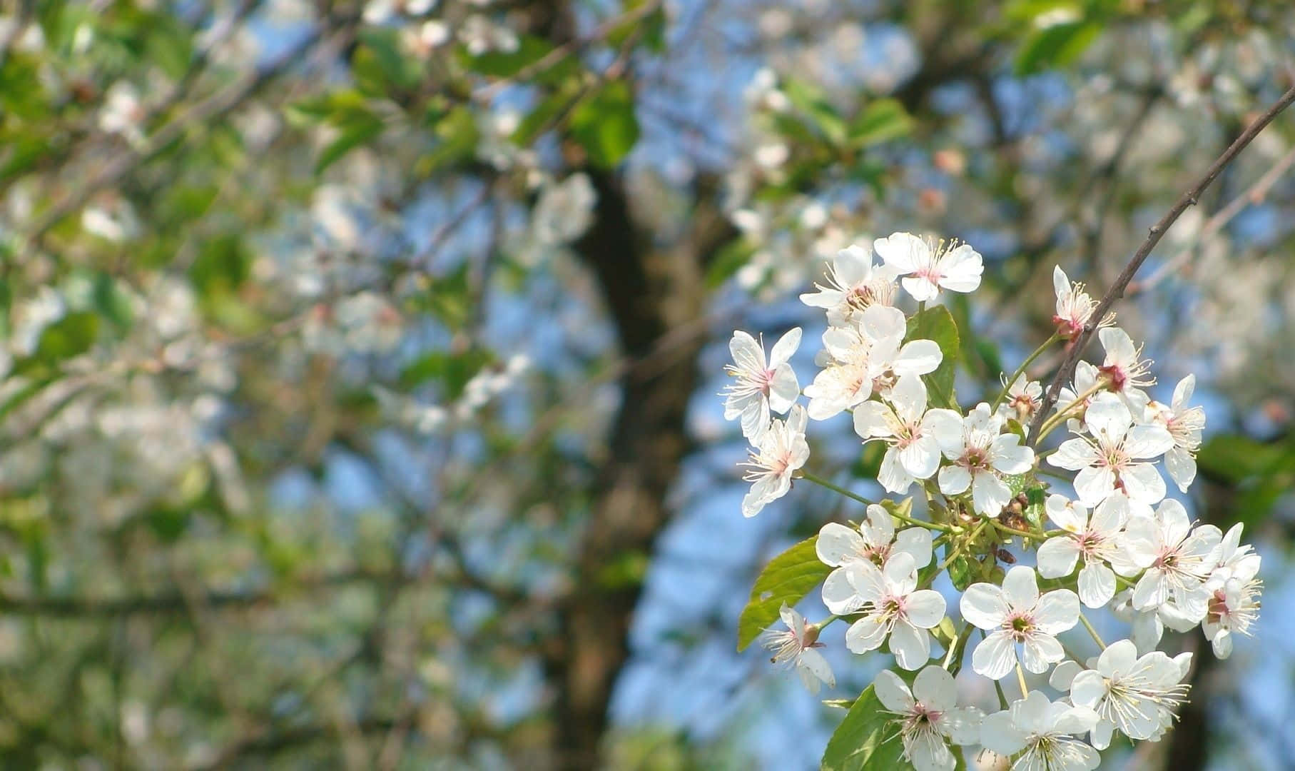 Enchanting Spring Bloom In Full Display Wallpaper