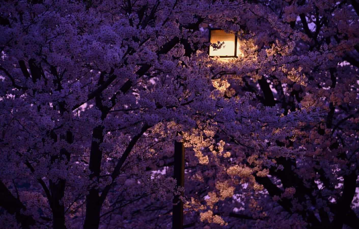 Enchanting Spring Lights Illuminating A Serene Forest Path Wallpaper