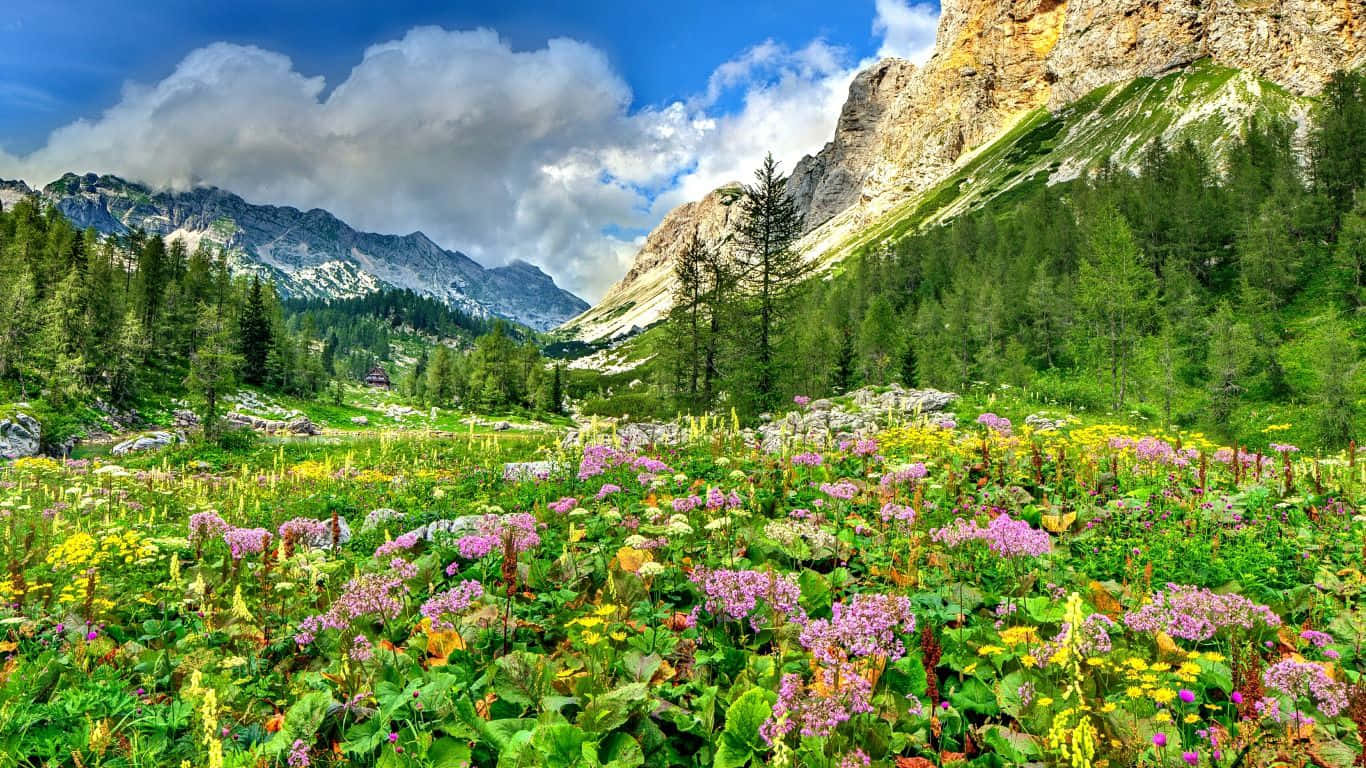 Enchanting Spring Meadow Landscape Wallpaper