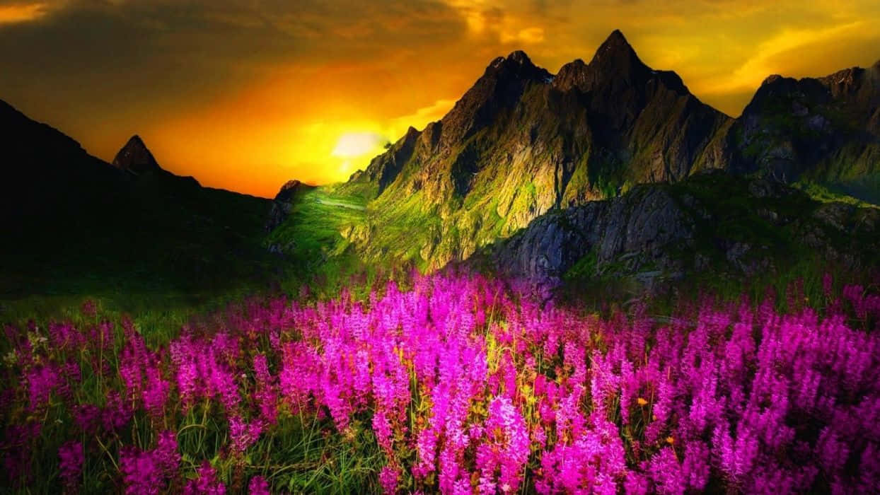 Enchanting Spring Sunset Wallpaper