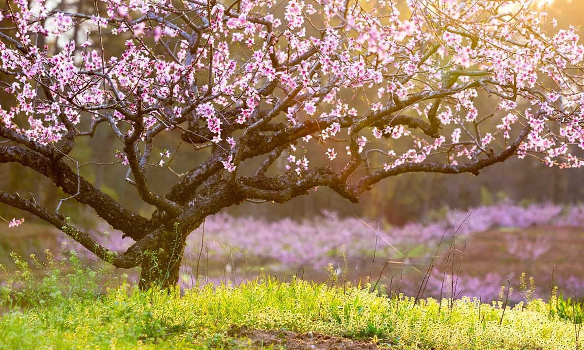 Enchanting Spring Trees At Dawn Wallpaper