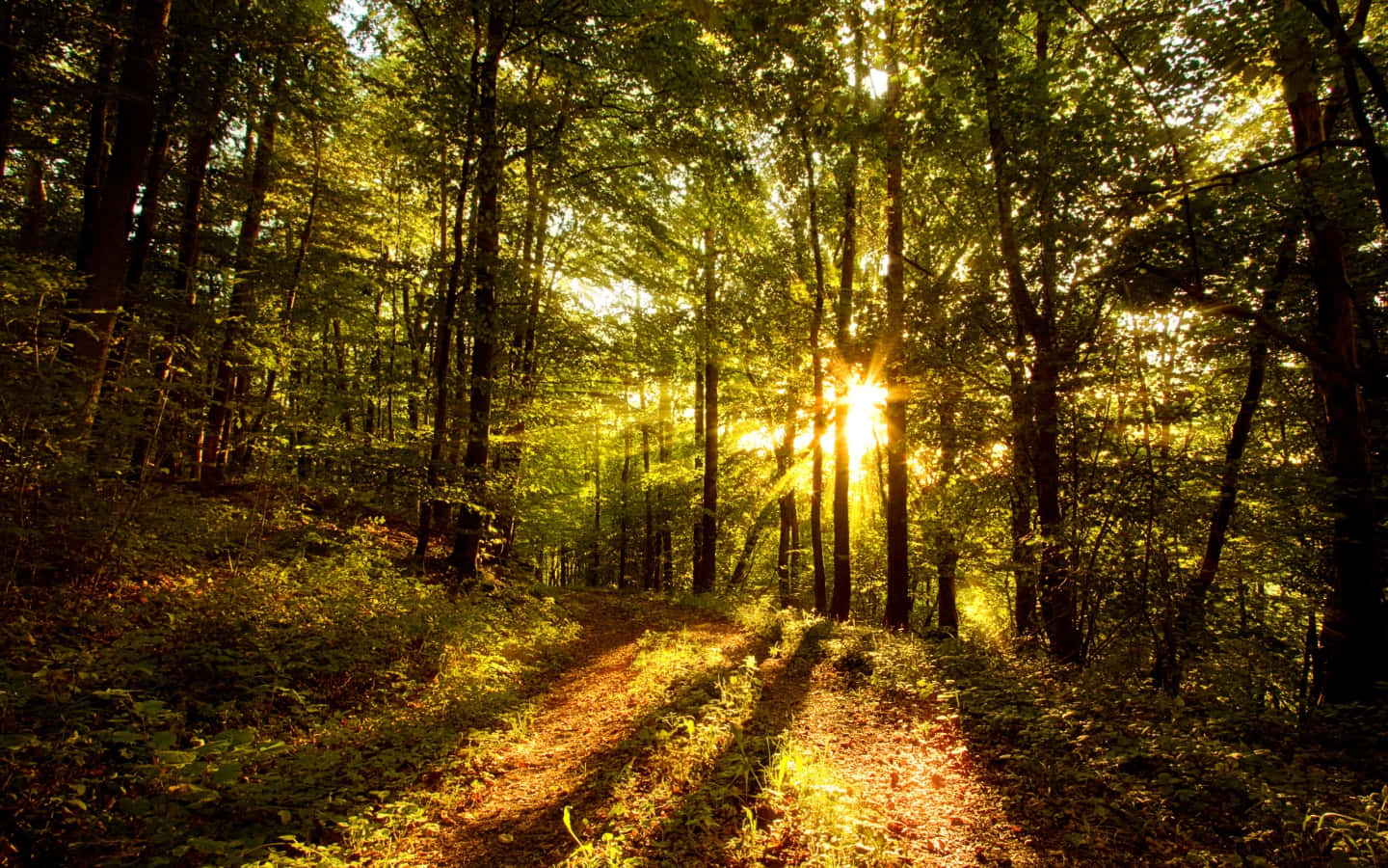 Enchanting Sunlight Filtering Through A Lush Forest Wallpaper