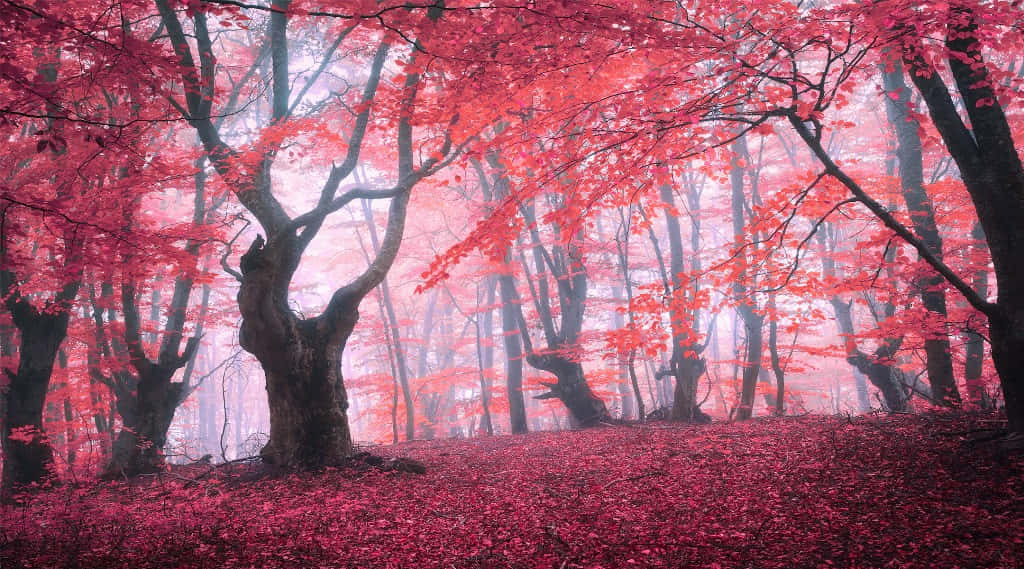 Enchanting Sunlit Forest Wallpaper