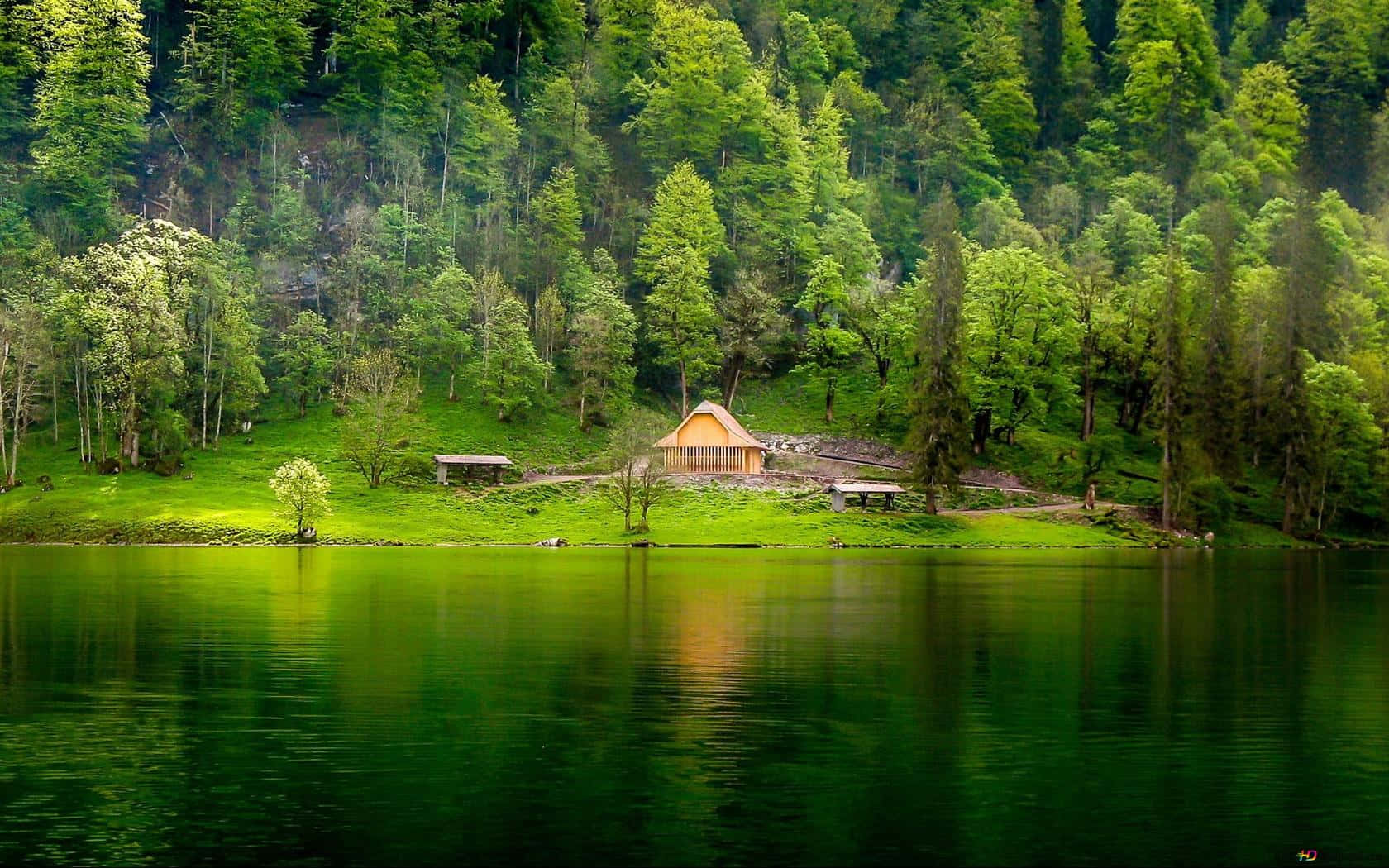 Enchanting Sunrays In Lush Green Forest Wallpaper