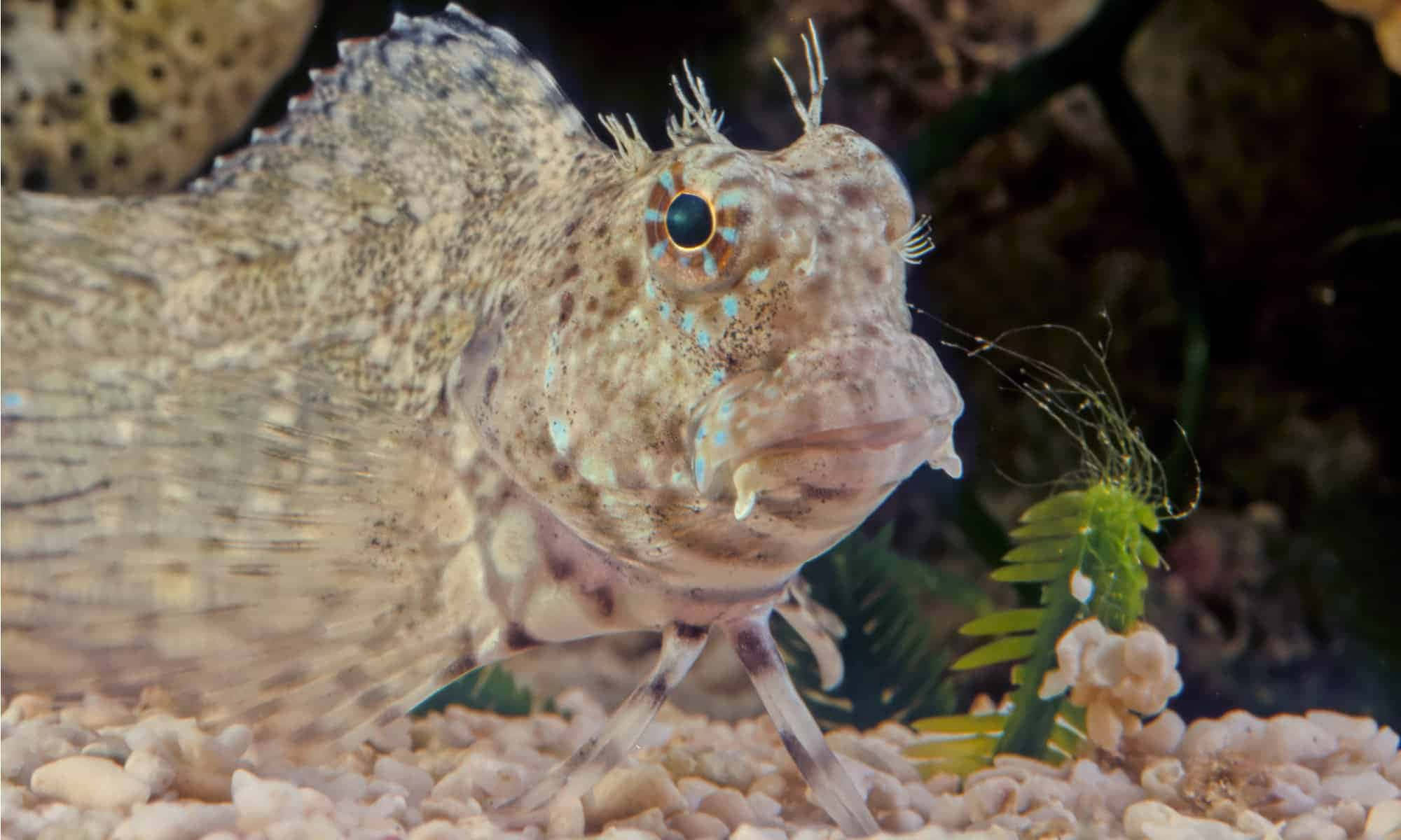 Enchanting Underwater View - Tropical Blenny Fish Wallpaper