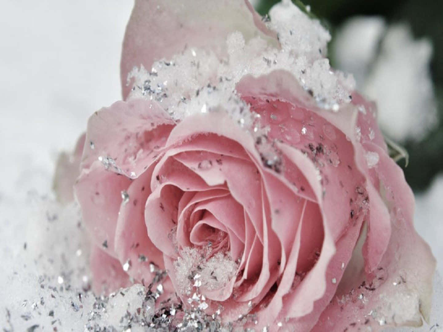 Enchanting Winter Flowers In Full Bloom Wallpaper