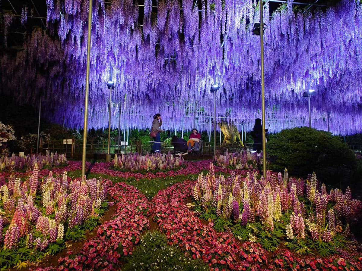 Enchanting Wisteria Garden Night View Wallpaper