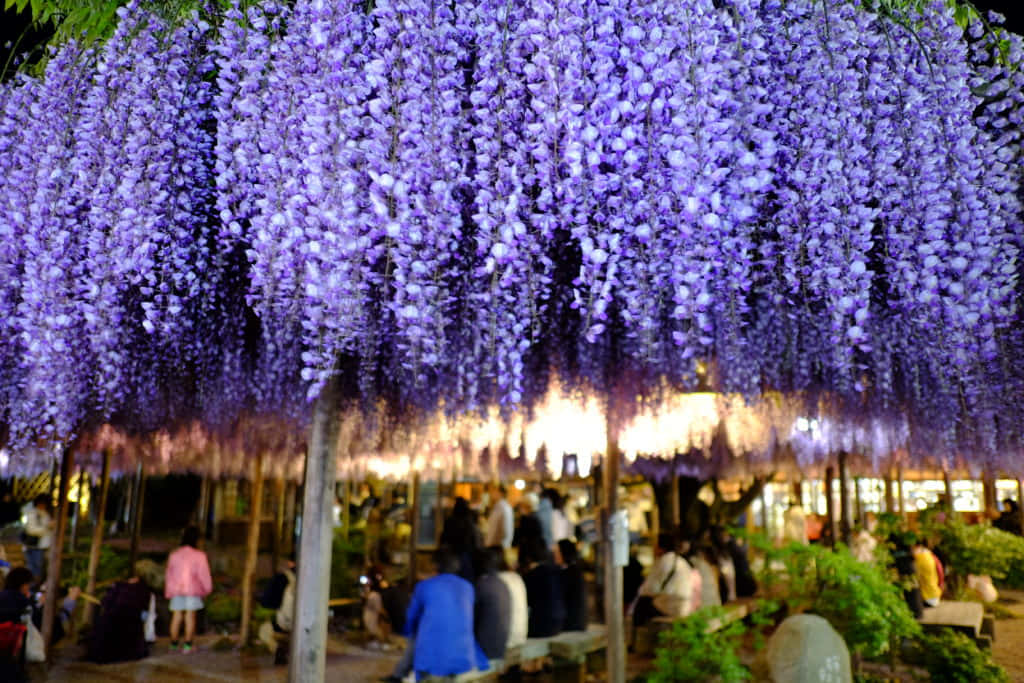 Enchanting Wisteria Night View Wallpaper