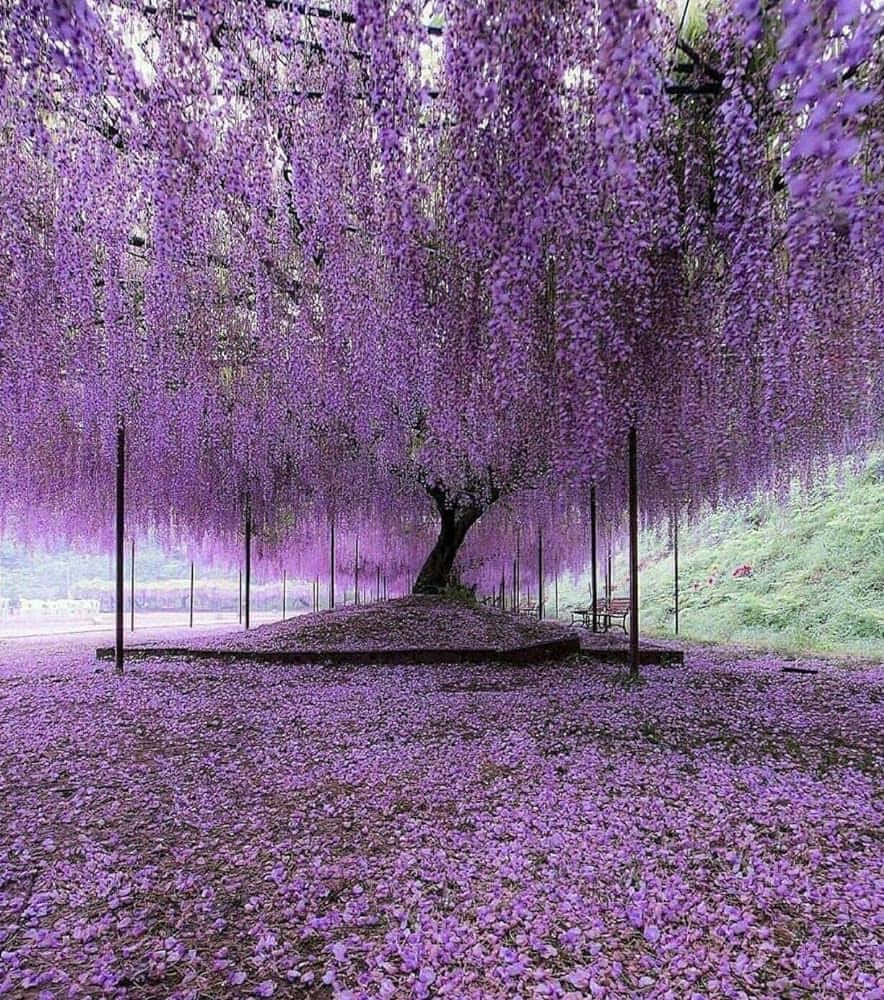 Enchanting Wisteria Tree Canopy Wallpaper