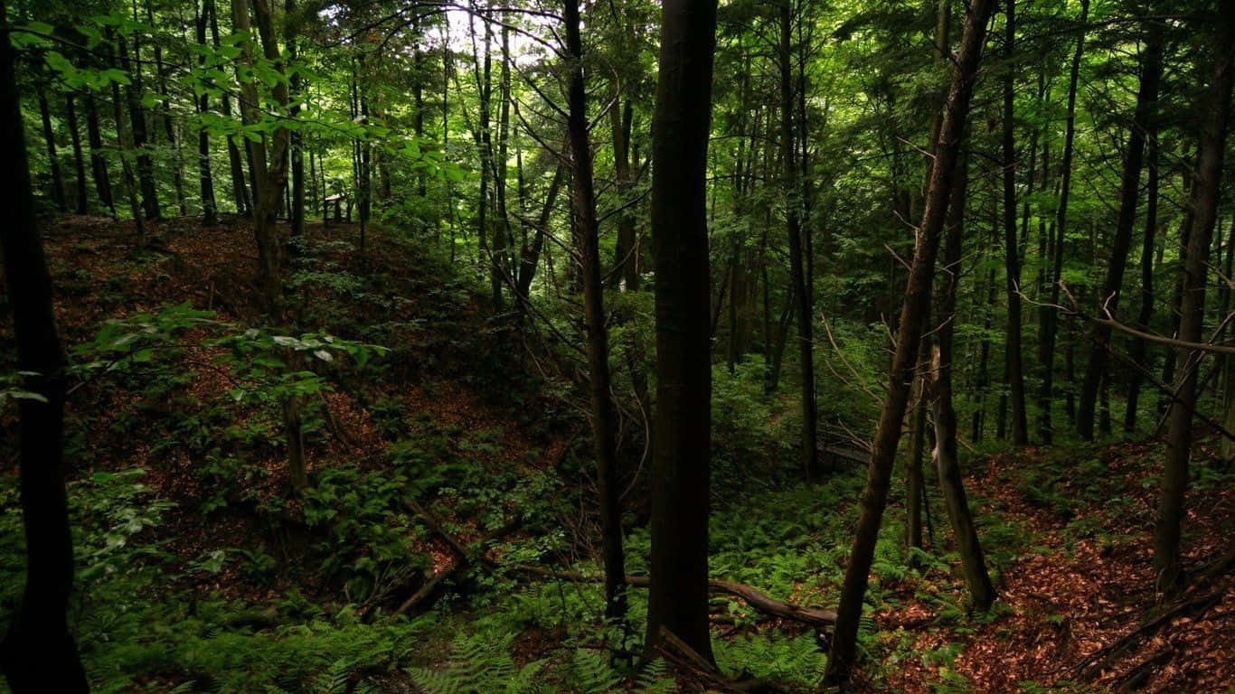 Encounter The Mystical Dark Green Forest Wallpaper