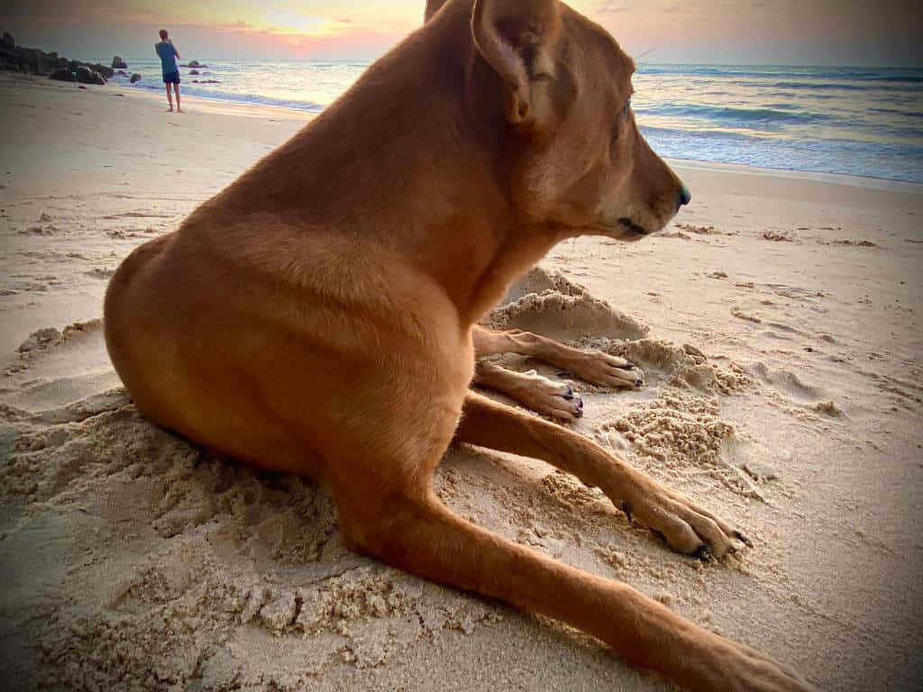 Energetic Beach Dog Enjoying A Day On The Sand Wallpaper