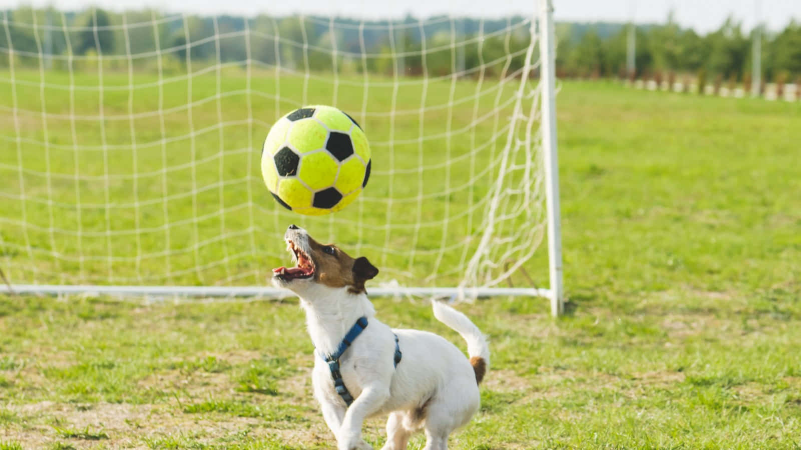 Energetic Dog Playing Outdoors Wallpaper