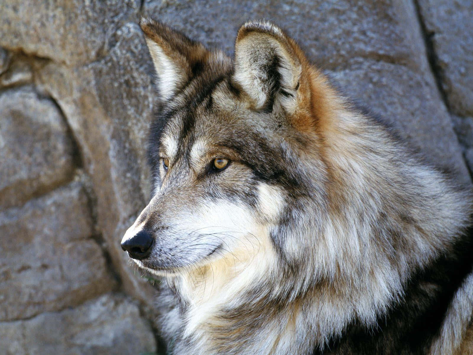 Enigmatic Gray Wolf In The Wild Wallpaper