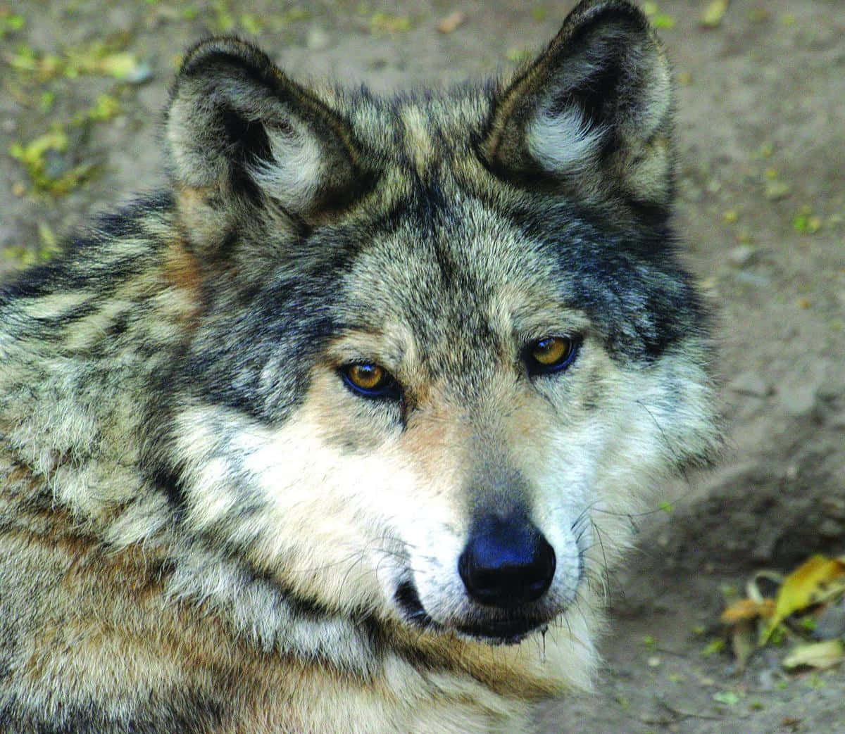 Enigmatic Mexican Wolf Standing Proudly In A Lush Forest Wallpaper