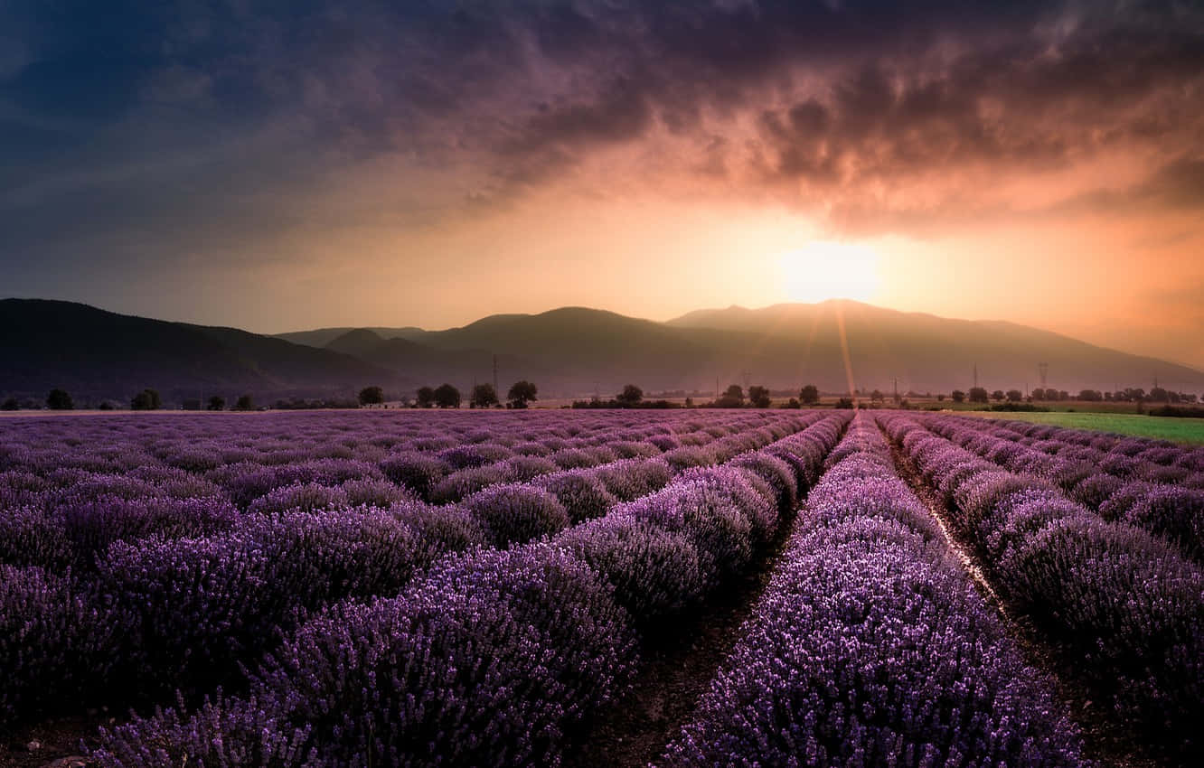 Enjoy A Beautiful Day In A Colorful Lavender Field Wallpaper