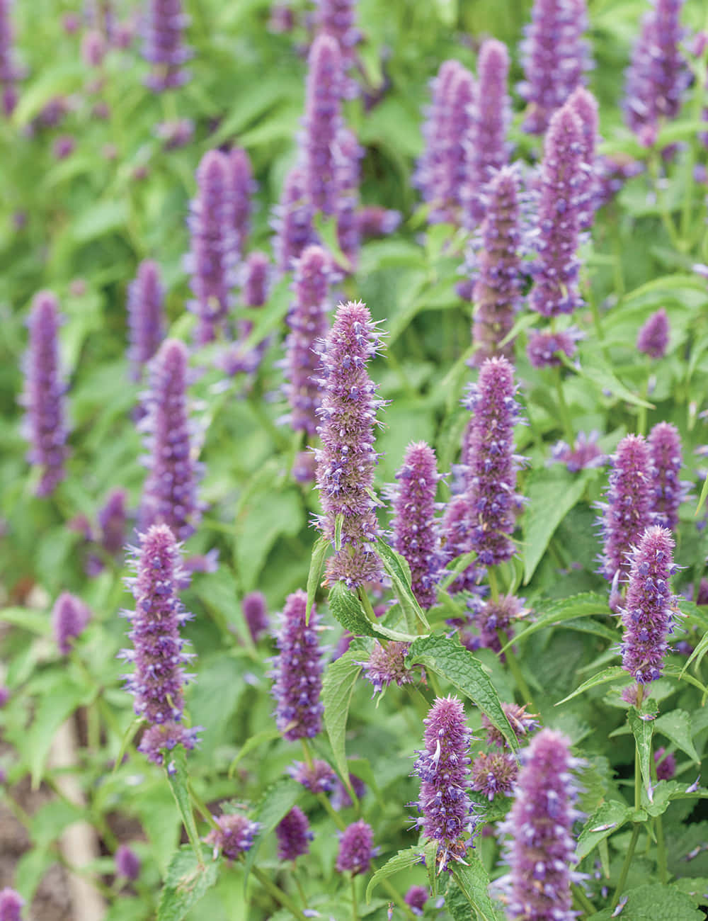 Enjoy A Tasty Treat With Purple Licorice! Wallpaper