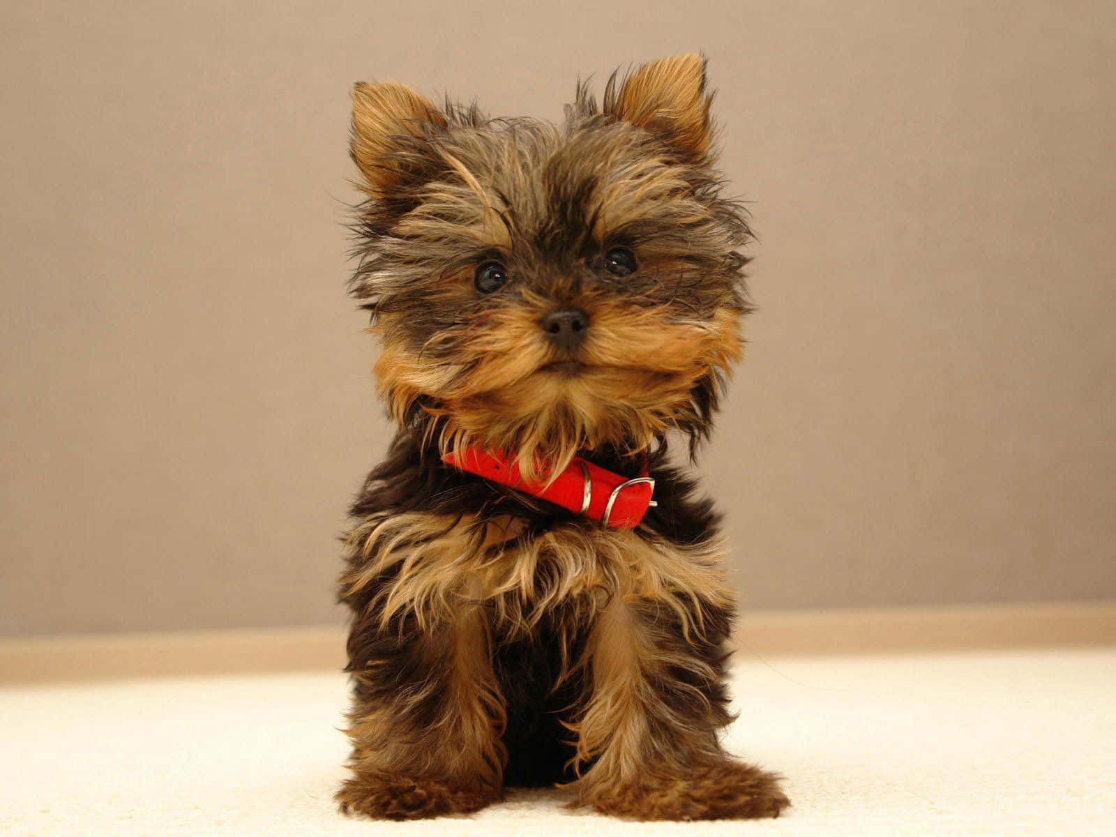 Enjoy A Walk Outside With Your Teacup Yorkie Wallpaper