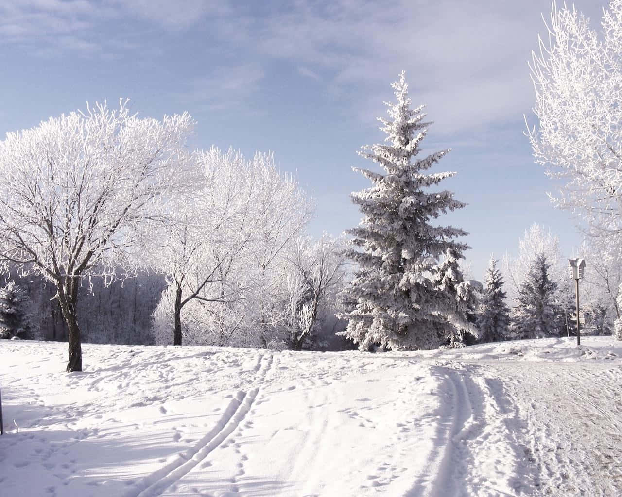 Enjoy A White Winter Wonderland Wallpaper