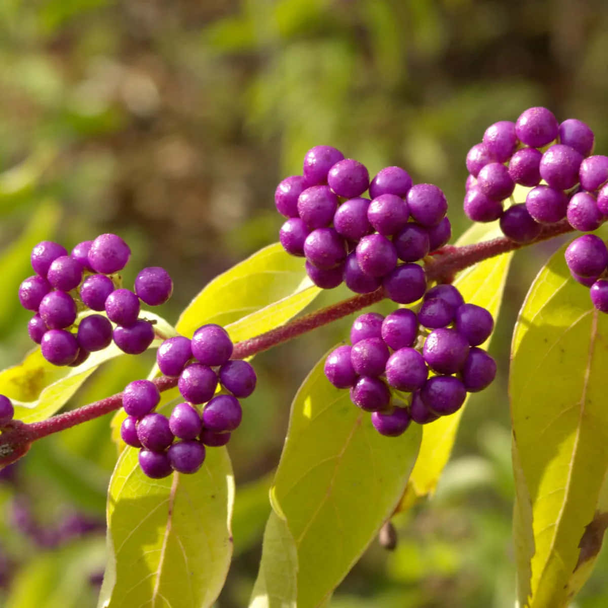 Enjoy Fresh Bountiful Bowls Of 100% Natural Purple Berries Wallpaper