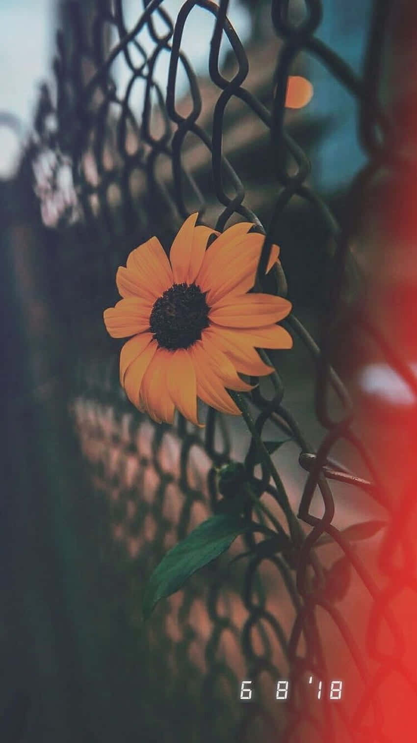 Enjoy Nature's Beauty With Sunflowers On Your Iphone Wallpaper