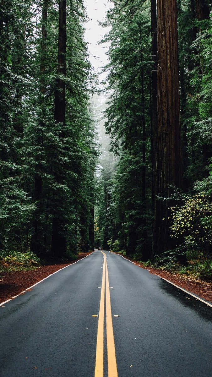 Enjoy Nature With Trees Iphone Wallpaper