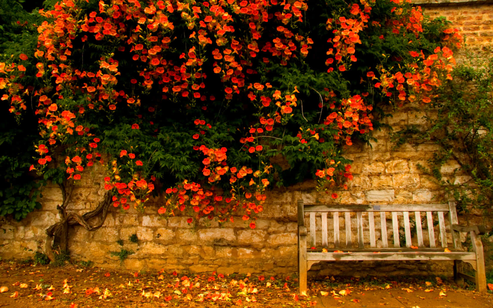 Enjoy The Beautiful Colors Of Early Fall At The Park Wallpaper